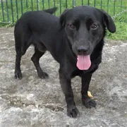 Cachorro raça SRD idade 1 ano nome Saturno