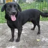 Cachorro ra a SRD idade 1 ano nome Saturno