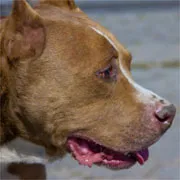 Cachorro ra a pit bull idade 3 anos nome Sinatra