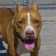 Sinatra