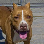 Cachorro ra a pit bull idade 3 anos nome Sinatra
