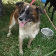 Cachorro ra a SRD idade 3 anos nome Benji