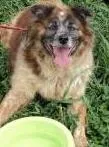 Cachorro ra a SRD idade 3 anos nome Benji