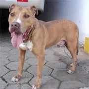 Cachorro raça mix Pit Bull idade 3 anos nome Péricles
