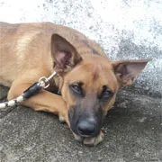 Cachorro raça SRD idade 3 anos nome Netuno