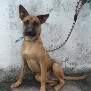 Cachorro raça SRD idade 3 anos nome Netuno