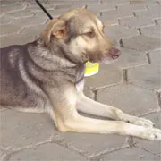 Cachorro ra a SRD idade 5 anos nome Brunella