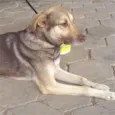 Brunella