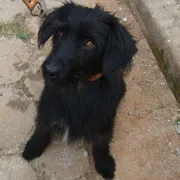 Cachorro ra a SRD pelos longos idade 4 anos nome Kaleb