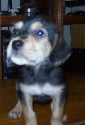 Cachorro raça SRD idade Abaixo de 2 meses nome SEM NOME