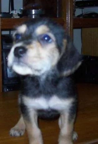 Cachorro ra a SRD idade Abaixo de 2 meses nome SEM NOME