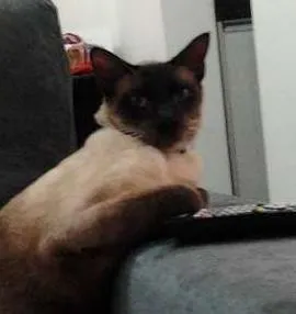 Gato raça Siamês idade 1 ano nome Tony