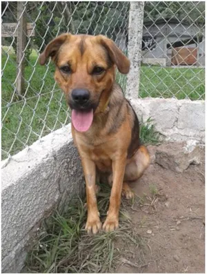 Cachorro raça SRD idade 1 ano nome PLUTO