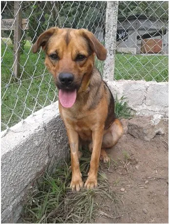 Cachorro ra a SRD idade 1 ano nome PLUTO