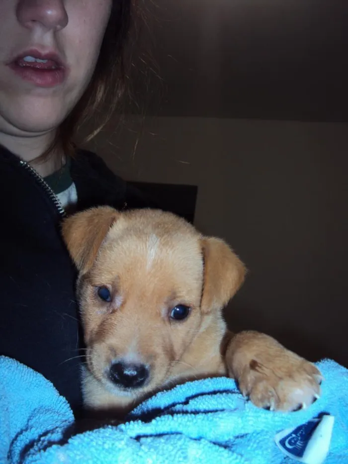 Cachorro ra a SRD idade 2 a 6 meses nome SPAKE