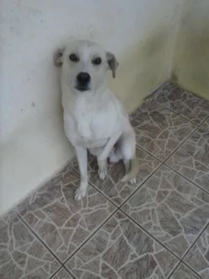 Cachorro raça Vira Lata idade 1 ano nome Banze