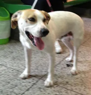 Cachorro raça SRD idade  nome WILLY