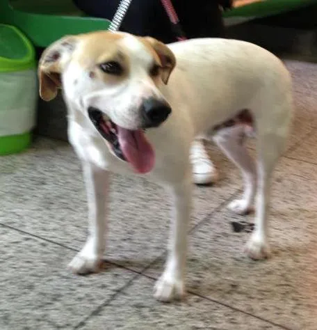 Cachorro ra a SRD idade nome WILLY