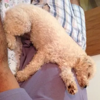 Cachorro ra a Poodle idade 1 ano nome Belinha