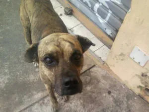 Cachorro raça SRD idade 4 anos nome negão