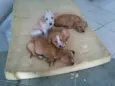 Filhotes