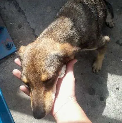 Cachorro ra a indefinida idade 1 ano nome Serena