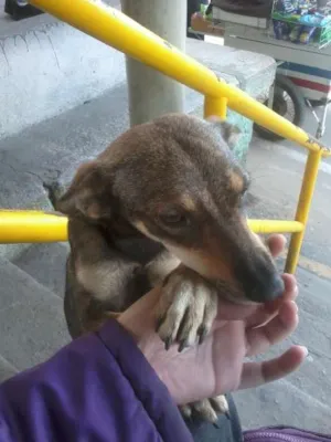 Cachorro raça indefinida idade 1 ano nome Serena