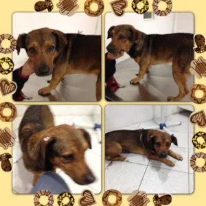 Cachorro raça SRD idade 1 ano nome Billy