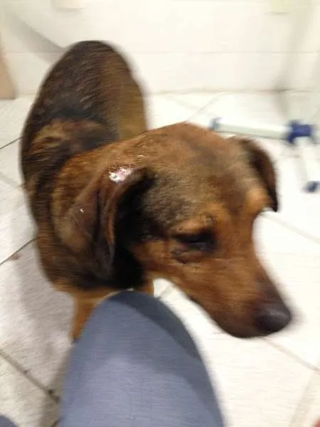 Cachorro ra a SRD idade 1 ano nome Billy