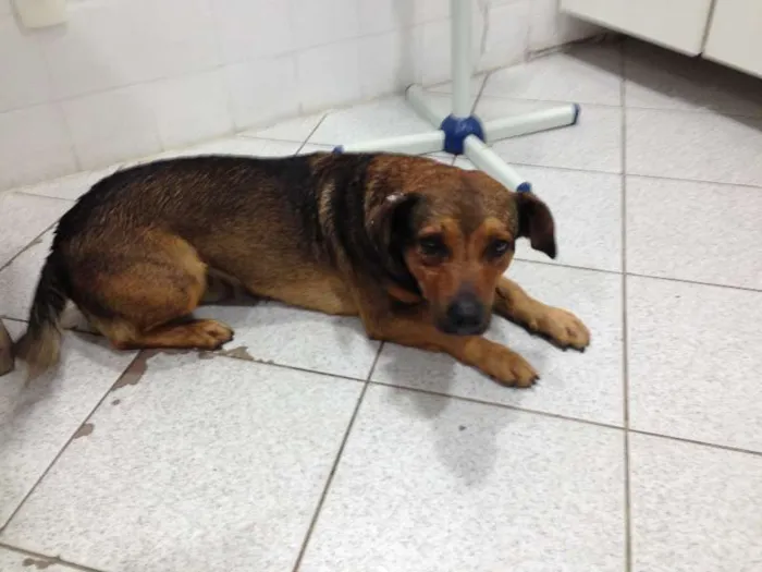 Cachorro ra a SRD idade 1 ano nome Billy