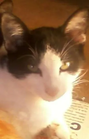 Gato raça  idade 7 a 11 meses nome gatão