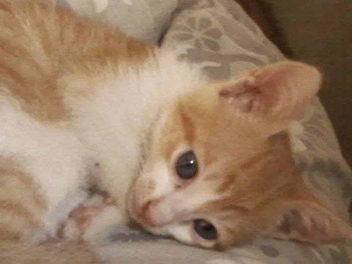 Gato ra a  idade 2 a 6 meses nome sem nome