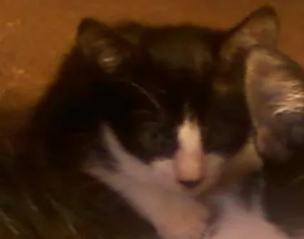 Gato ra a  idade 2 a 6 meses nome sem nome