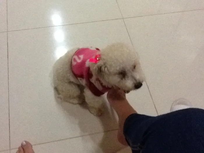 Cachorro ra a Poodle idade 1 ano nome Belinha