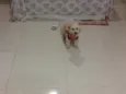 Belinha
