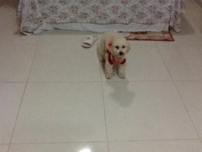 Cachorro ra a Poodle idade 1 ano nome Belinha