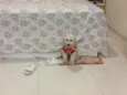 Belinha