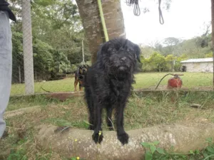 Cachorro raça hotweiler e vira lata idade 6 ou mais anos nome Luck e Pretinha