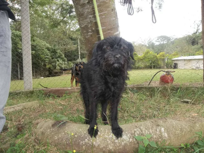 Cachorro raça hotweiler e vira lata idade 6 ou mais anos nome Luck e Pretinha