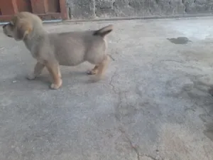 Cachorro raça mestiça a basse idade Abaixo de 2 meses nome filhote