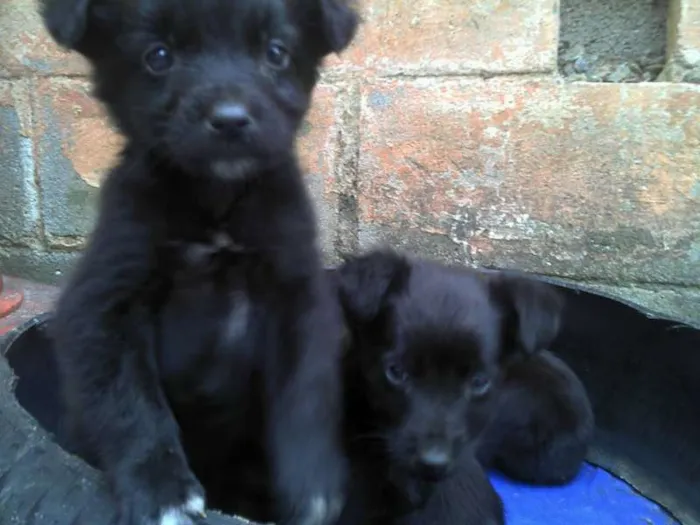 Cachorro raça  idade Abaixo de 2 meses nome Não tem nome
