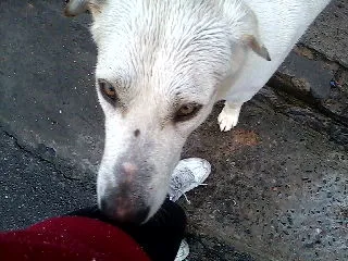 Cachorro ra a SRD idade 2 anos nome Branco S.O.S