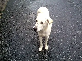Cachorro ra a SRD idade 2 anos nome Branco S.O.S