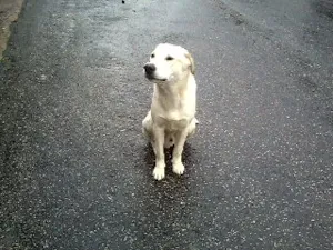 Cachorro raça SRD idade 2 anos nome Branco S.O.S