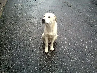 Cachorro ra a SRD idade 2 anos nome Branco S.O.S