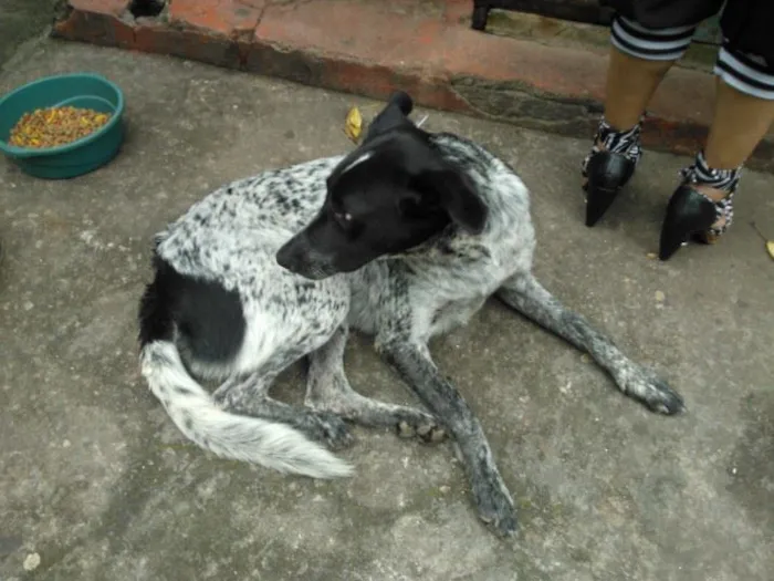Cachorro ra a sem raça definida idade 4 anos nome branquinha