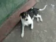 branquinha