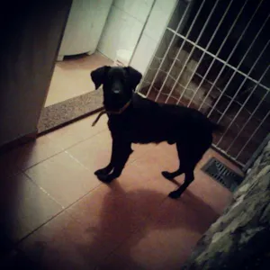 Cachorro raça Labrador idade 2 anos nome MARLEY