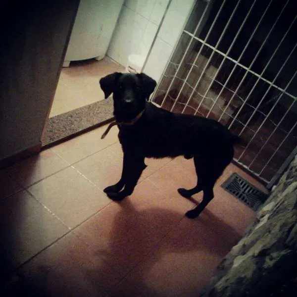 Cachorro ra a Labrador idade 2 anos nome MARLEY