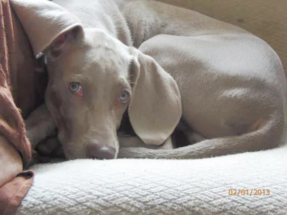 Cachorro ra a Weimaraner idade 7 a 11 meses nome Freddy GRATIFICA